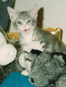 Tabitha Marie (Tabby) kitten pet obituary