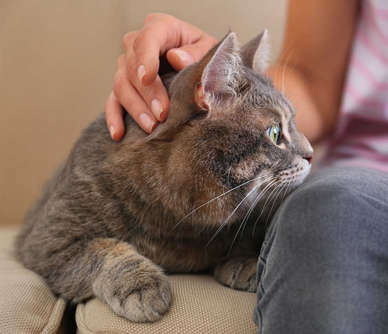 Cat sitting on sofa with human sitting next to them and petting their fur.
